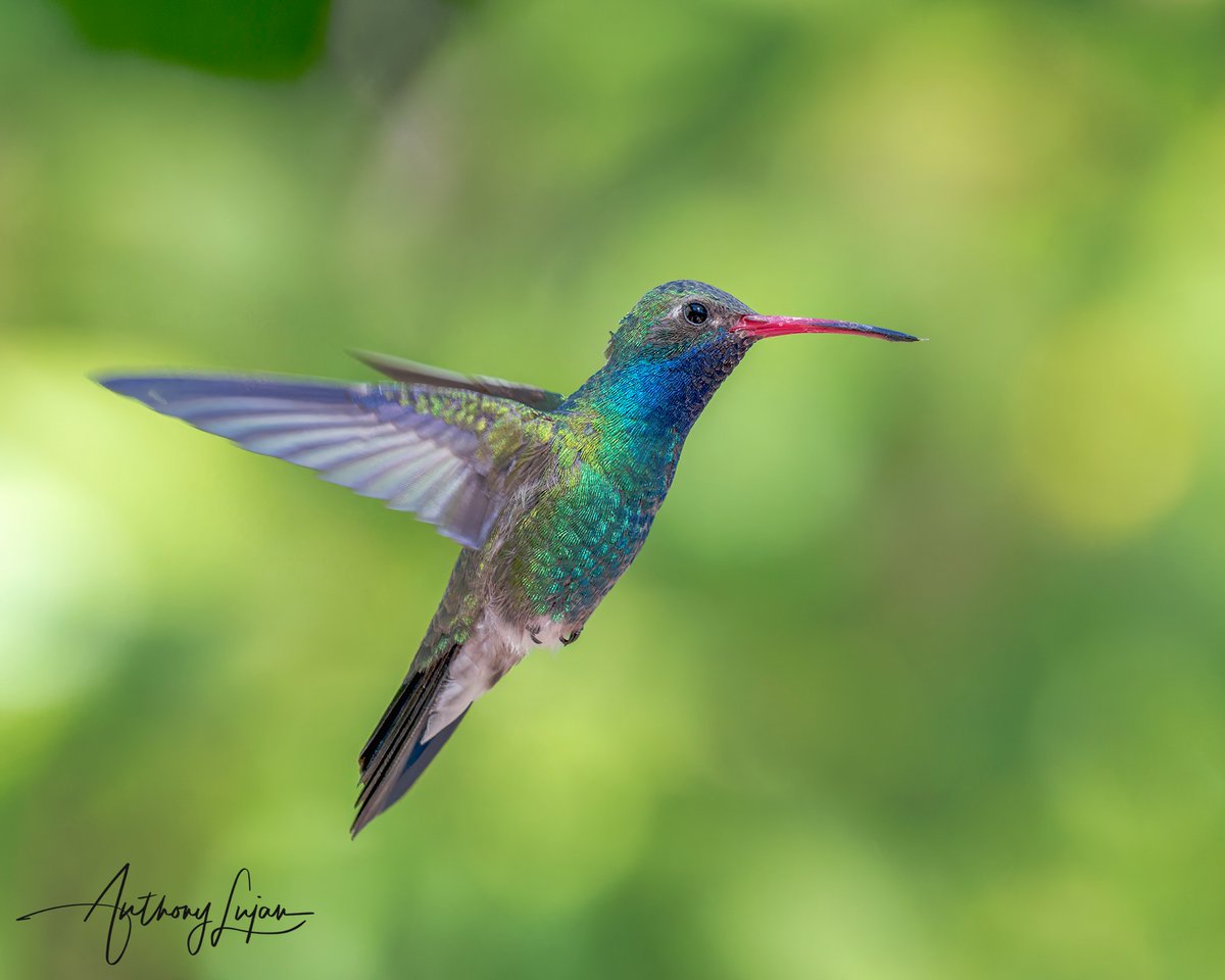 anthonylujan's tweet photo. Broad-billed Hummingbird
Cynanthus latirostris
Status - Least Concern
Arizona
Sony A1 - Sony 600mm
#ALhummingbirdinflight
#BroadbilledHummingbird #hummingbird #colibrí #beijaflor #Trochilidae #hummingbirds #nuts_about_birds #earthcapture #nature #natgeoyourshot #naturephotogr... https://t.co/oBpH2EMF5y