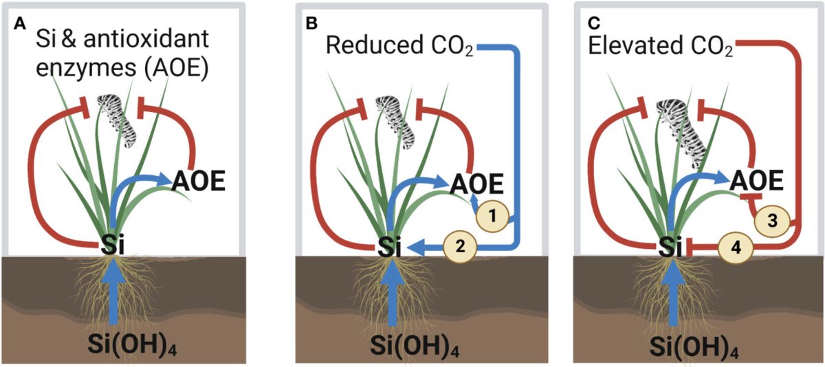 A/Prof. Christopher Cazzonelli tweet media