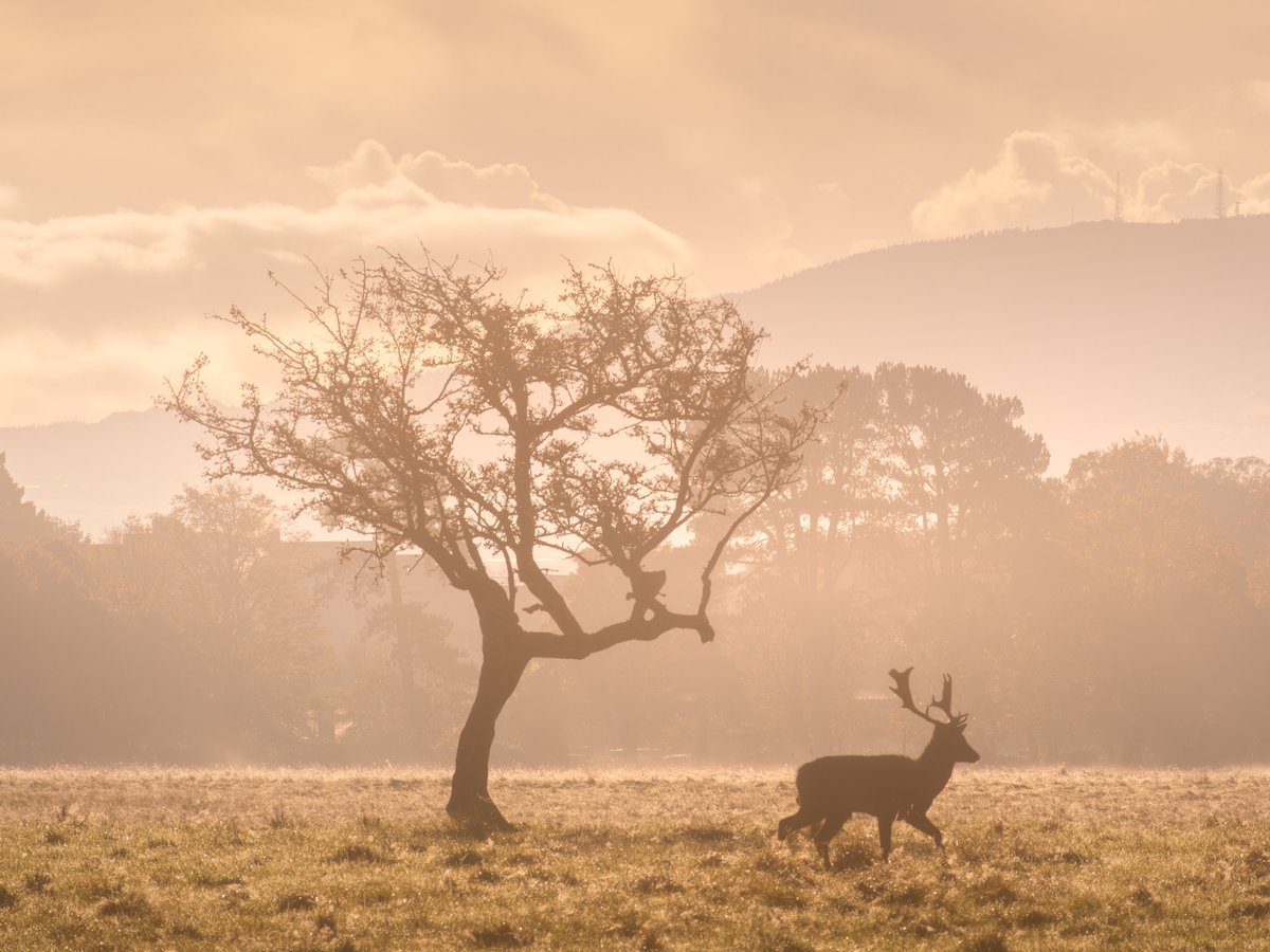 Misty Phoenix Park last week.