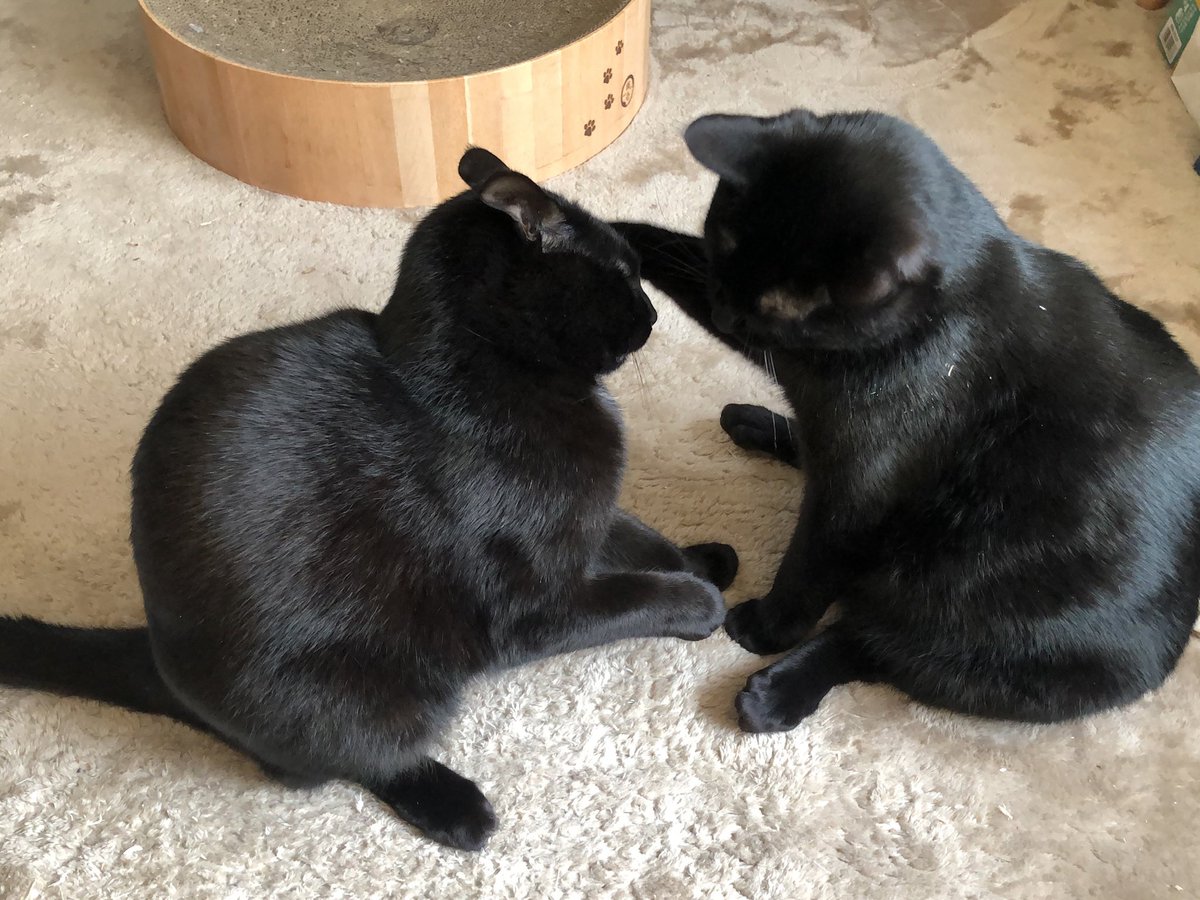 黒猫まみれ4 メリーとピピンです(雄、3歳)。 1枚目お外が気になる3