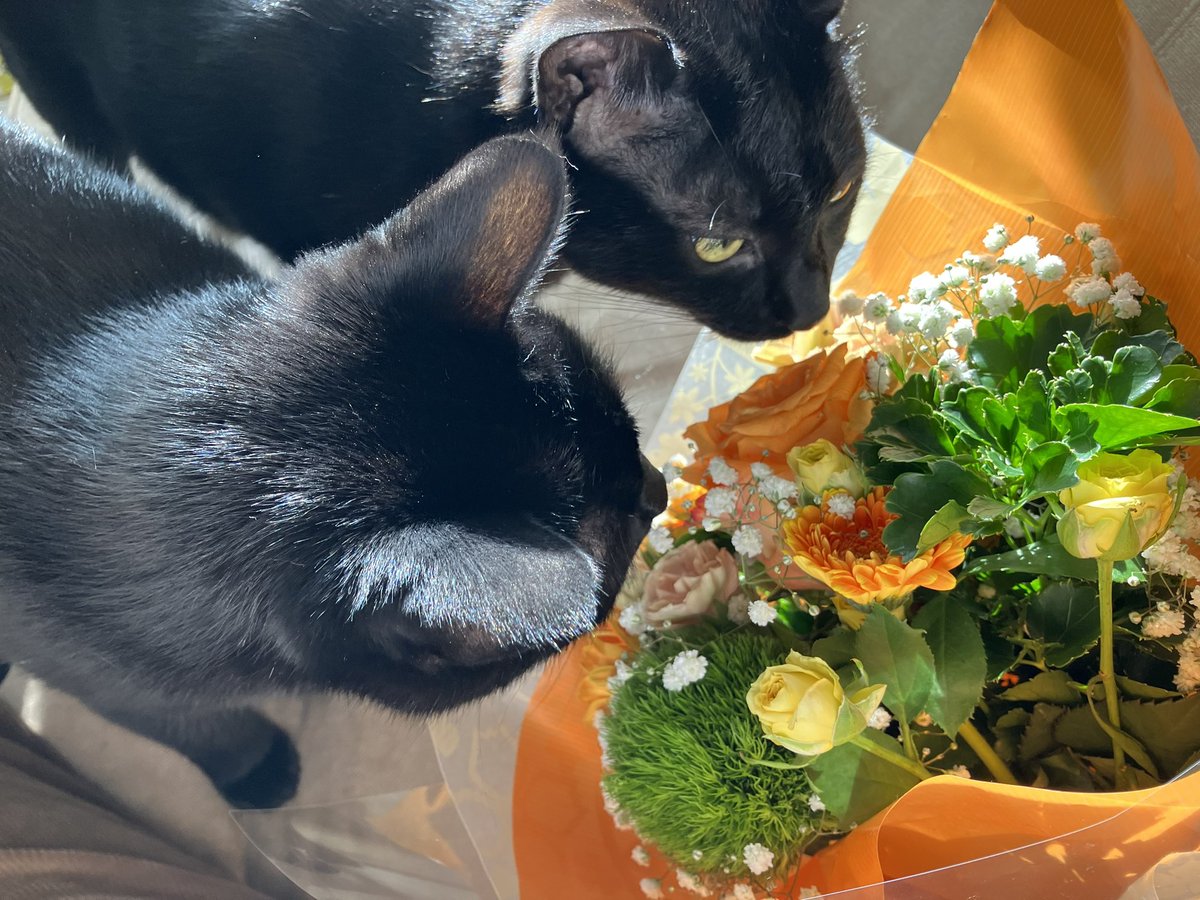 黒猫まみれ4 メリーとピピンです(雄、3歳)。 1枚目お外が気になる3