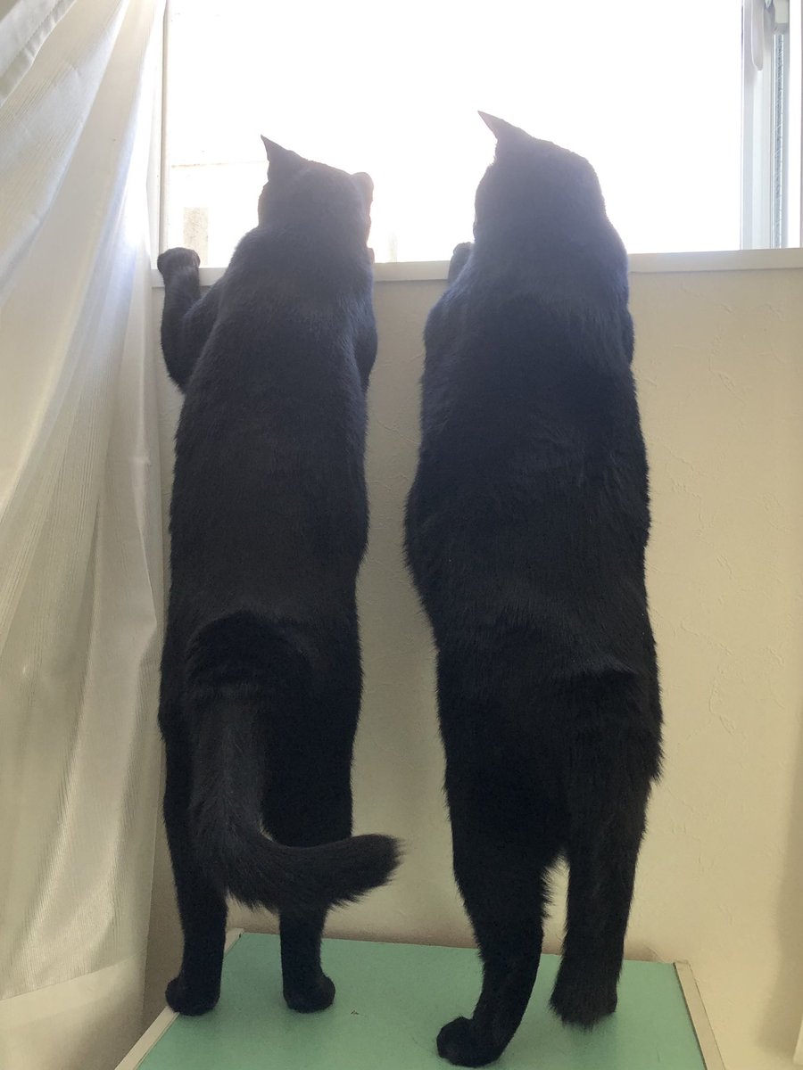 黒猫まみれ4 メリーとピピンです(雄、3歳)。 1枚目お外が気になる3