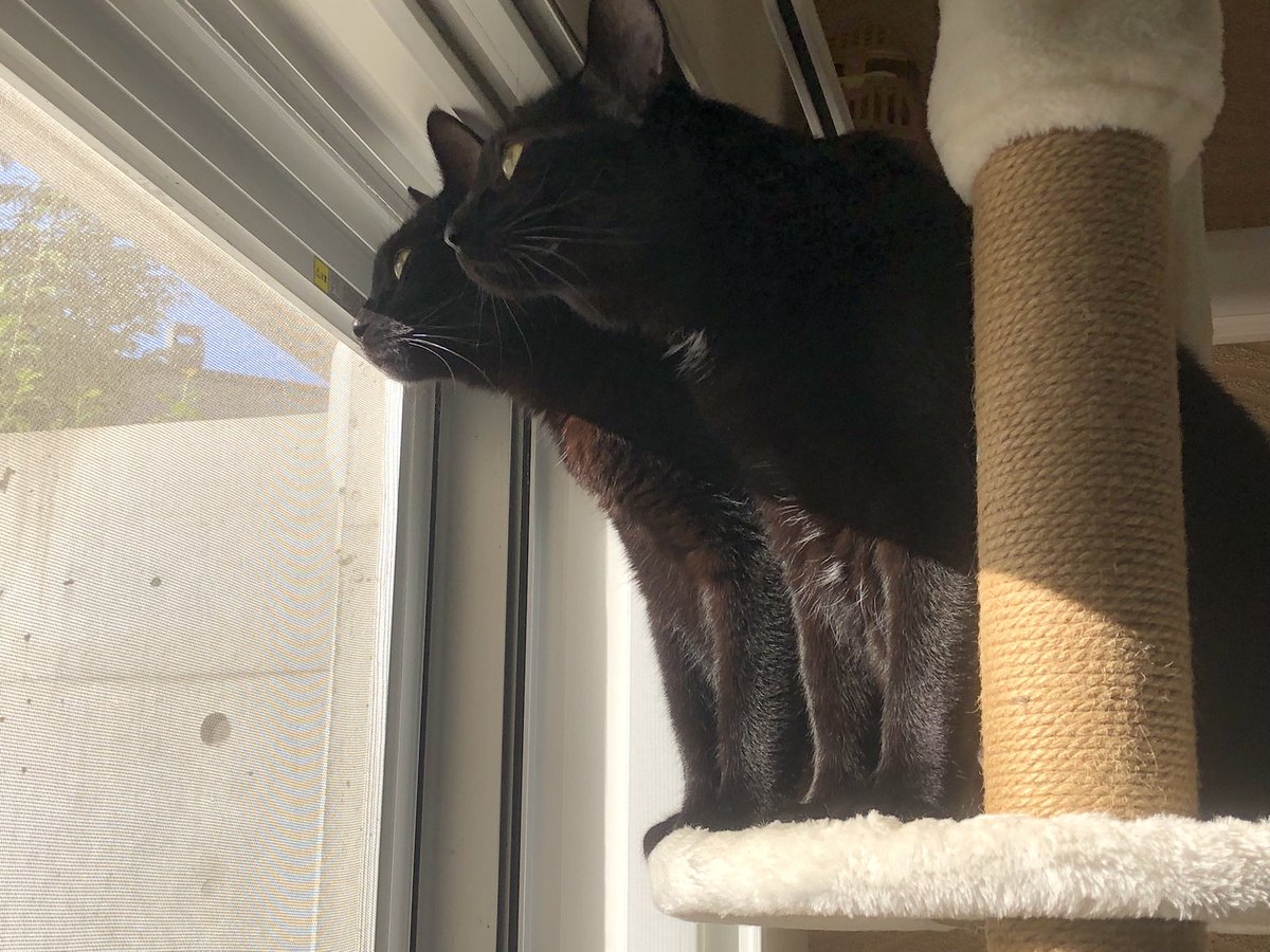 黒猫まみれ4 メリーとピピンです(雄、3歳)。 1枚目お外が気になる3