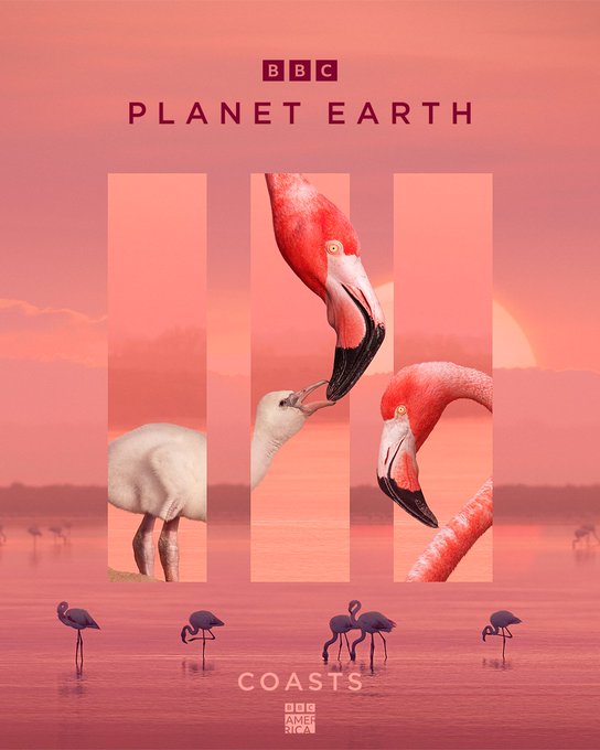 Welcome to the planet's coasts, where animals fight for survival amidst constant change.  #PlanetEarth3<a href="/tag/planetearth3"class="tags"><span>#planetearth3</span></a>