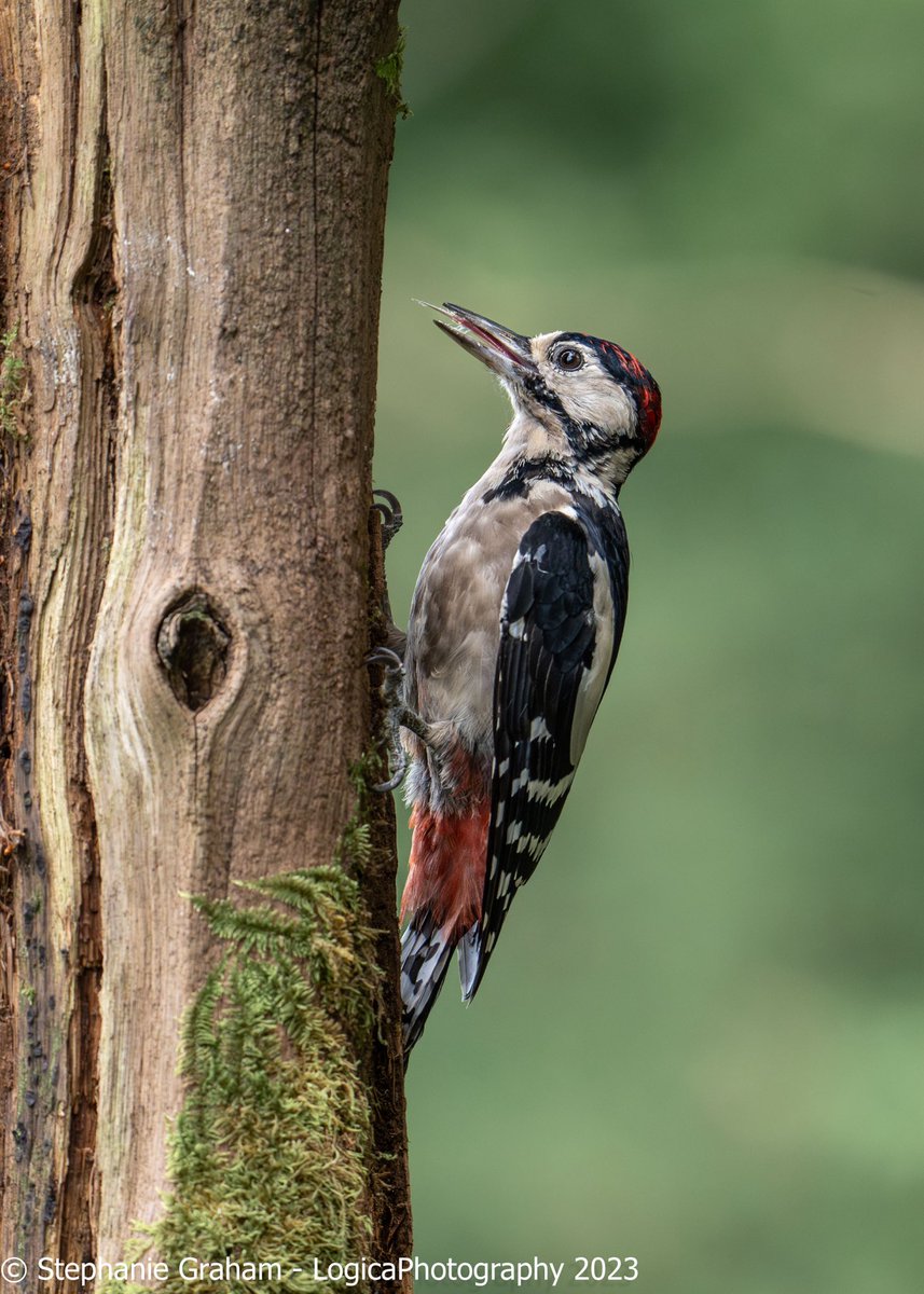 A great spotted woodpecker showing off his tongue - @Logicaphoto