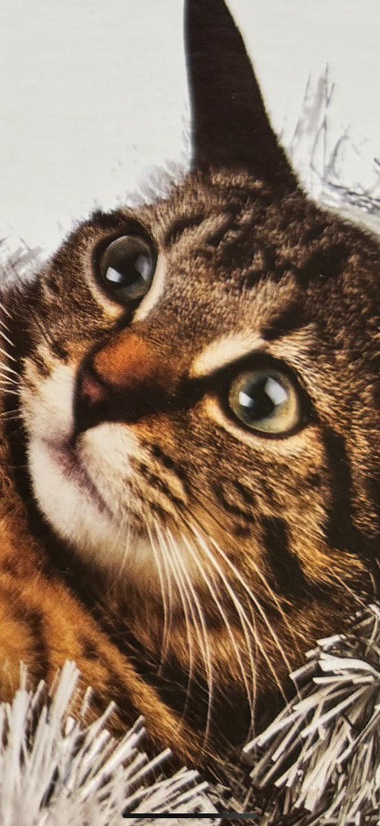 This holiday season, give everyone some… uh, cat soup?