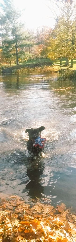 Quick Dip At My Cousins....🤠 #SaturdayFun #SaturdaySmiles #4TheDogs 🐕💞