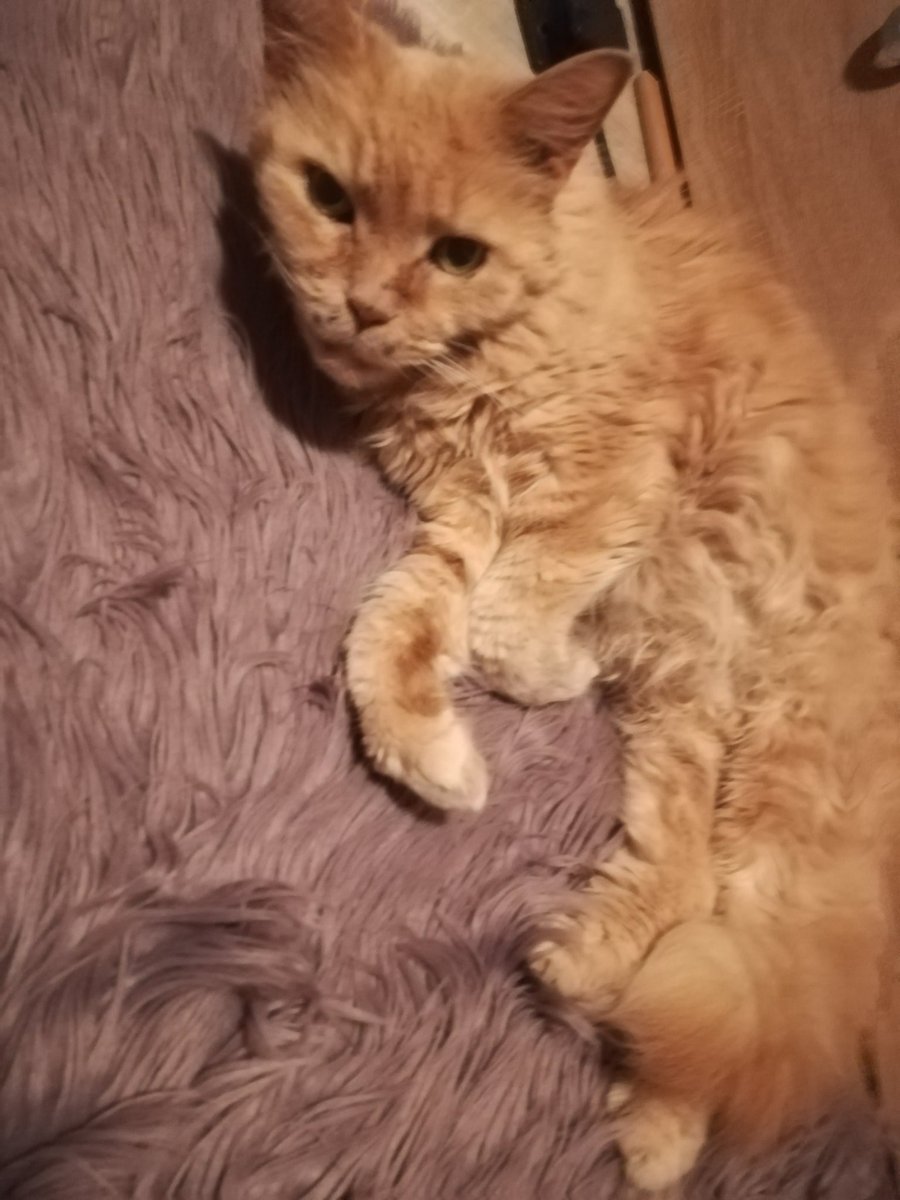 Blaze 🏳️‍🌈 tweet media