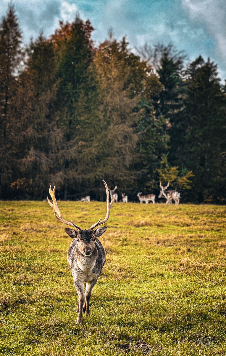 Tymczasem w Trójmiejskim Parku Krajobrazowym… 🦌💚🧡💛 

cc <a href="/RSuligowski/">Robert Suligowski</a>