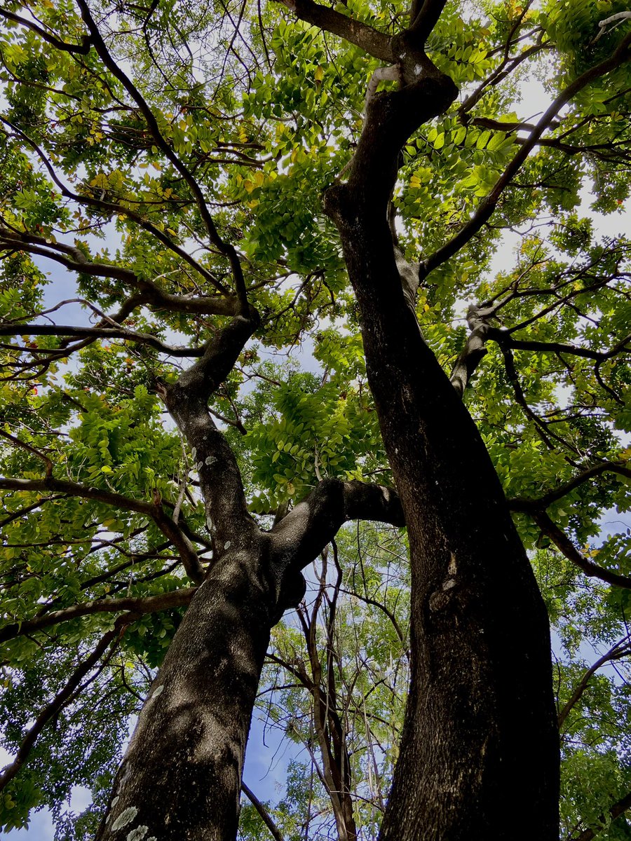 1harshitjaiswal's tweet photo. Shades of Green🌳
.
.
.
.
.
#shotoniphone 
#apple #tree #green #photooftheday #photographer https://t.co/5fxv9eZ0Wt