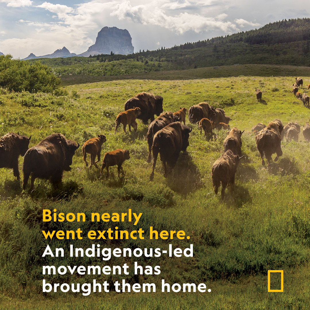 National Geographic tweet media
