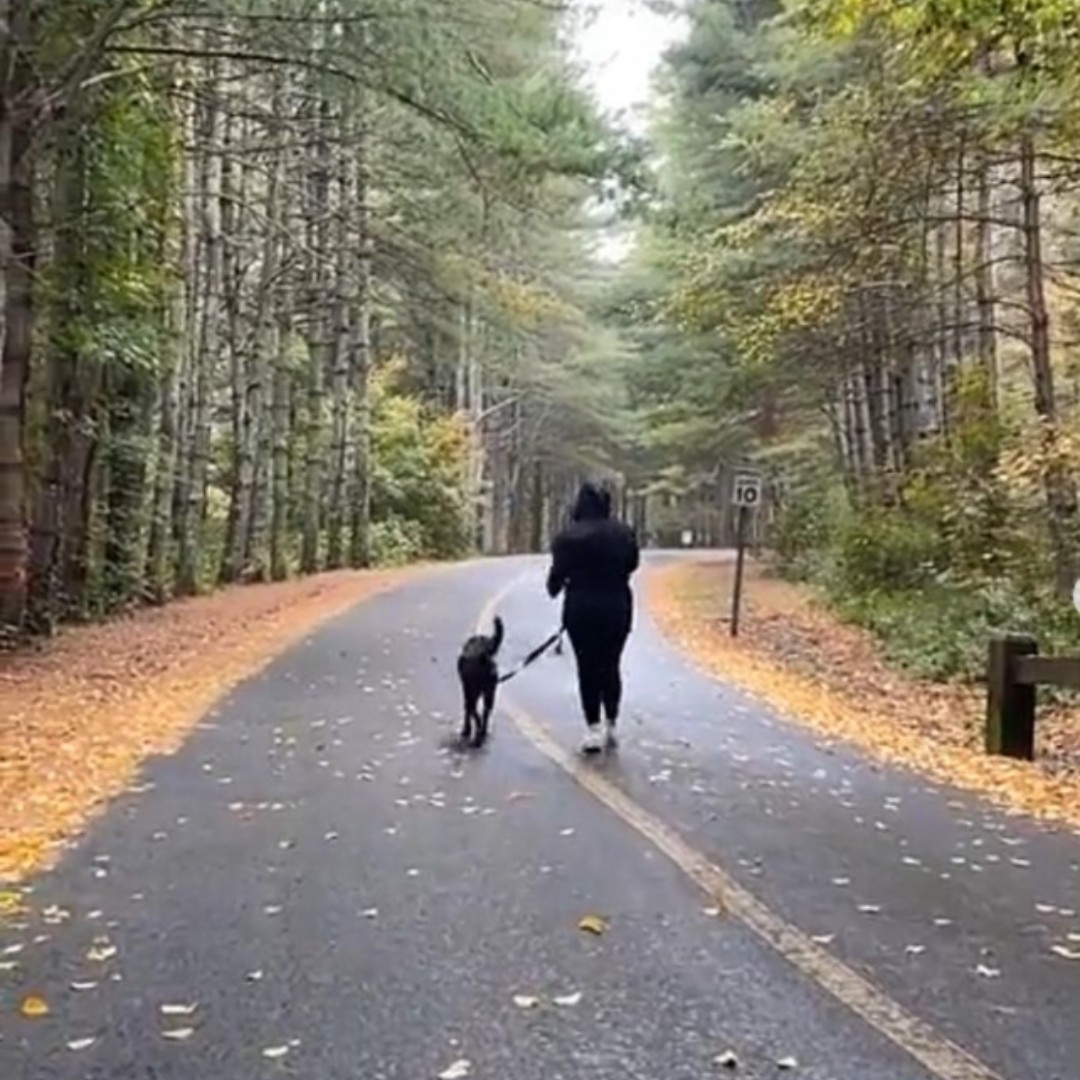 ECADServiceDogs's tweet image. #SaturdaySpotlight #ECADGrads #ProjectHEAL SDs play a pivotal role in offering emotional support to veterans confronting the challenges of PTSD and TBI. Their ability to provide deep pressure therapy is  vital in relaxing the nervous system. #ToBeOfService #veteransday