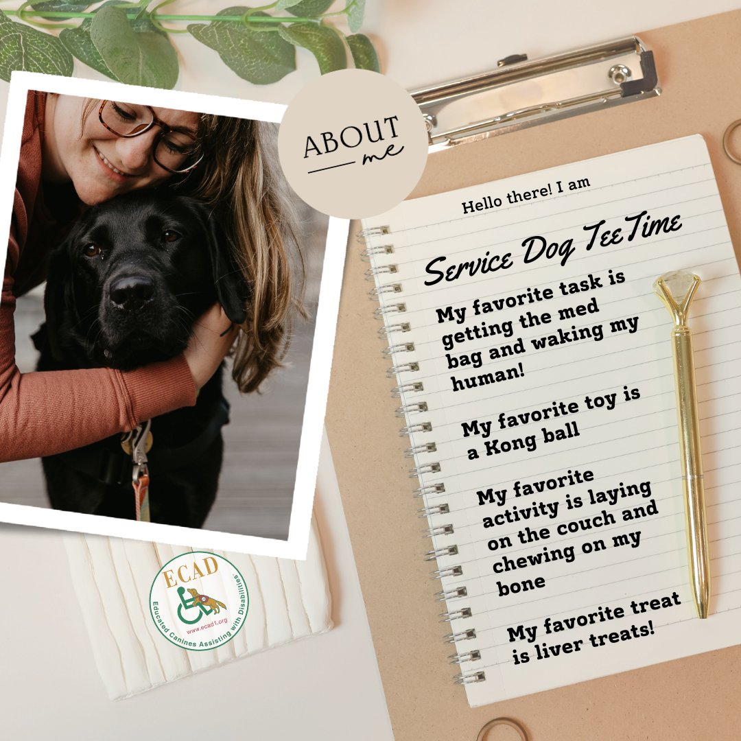 ECADServiceDogs's tweet image. #SaturdaySpotlight #ECADGrads #ProjectHEAL SDs play a pivotal role in offering emotional support to veterans confronting the challenges of PTSD and TBI. Their ability to provide deep pressure therapy is  vital in relaxing the nervous system. #ToBeOfService #veteransday