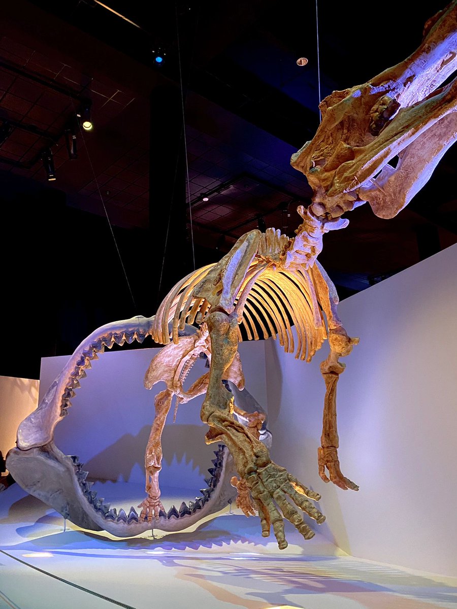 s_elfexpression's tweet image. The Houston Museum of Natural Science 🌎
I regret not coming sooner This museum is so much fun! The big pink sharks outside the museum are so cute!