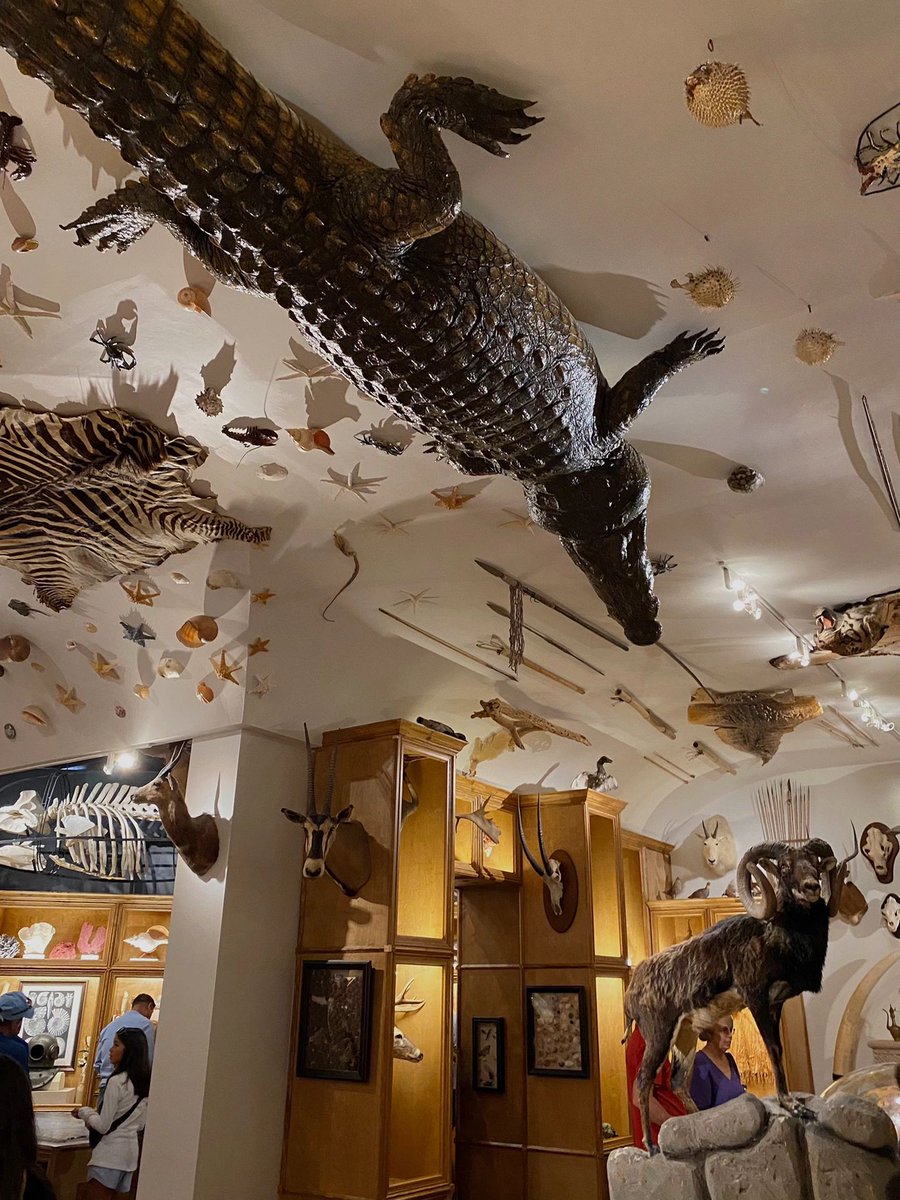 s_elfexpression's tweet image. The Houston Museum of Natural Science 🌎
I regret not coming sooner This museum is so much fun! The big pink sharks outside the museum are so cute!