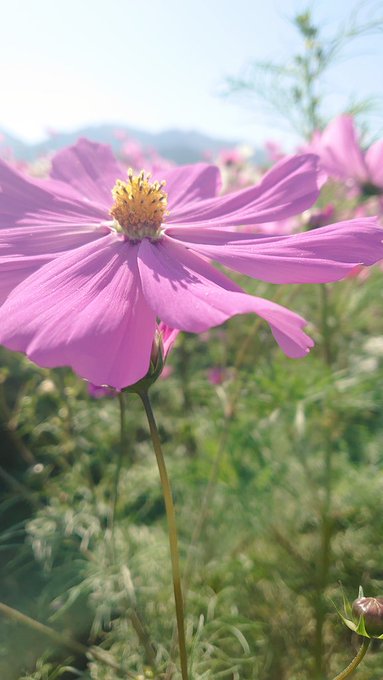 Twitterのコスプレ画像10