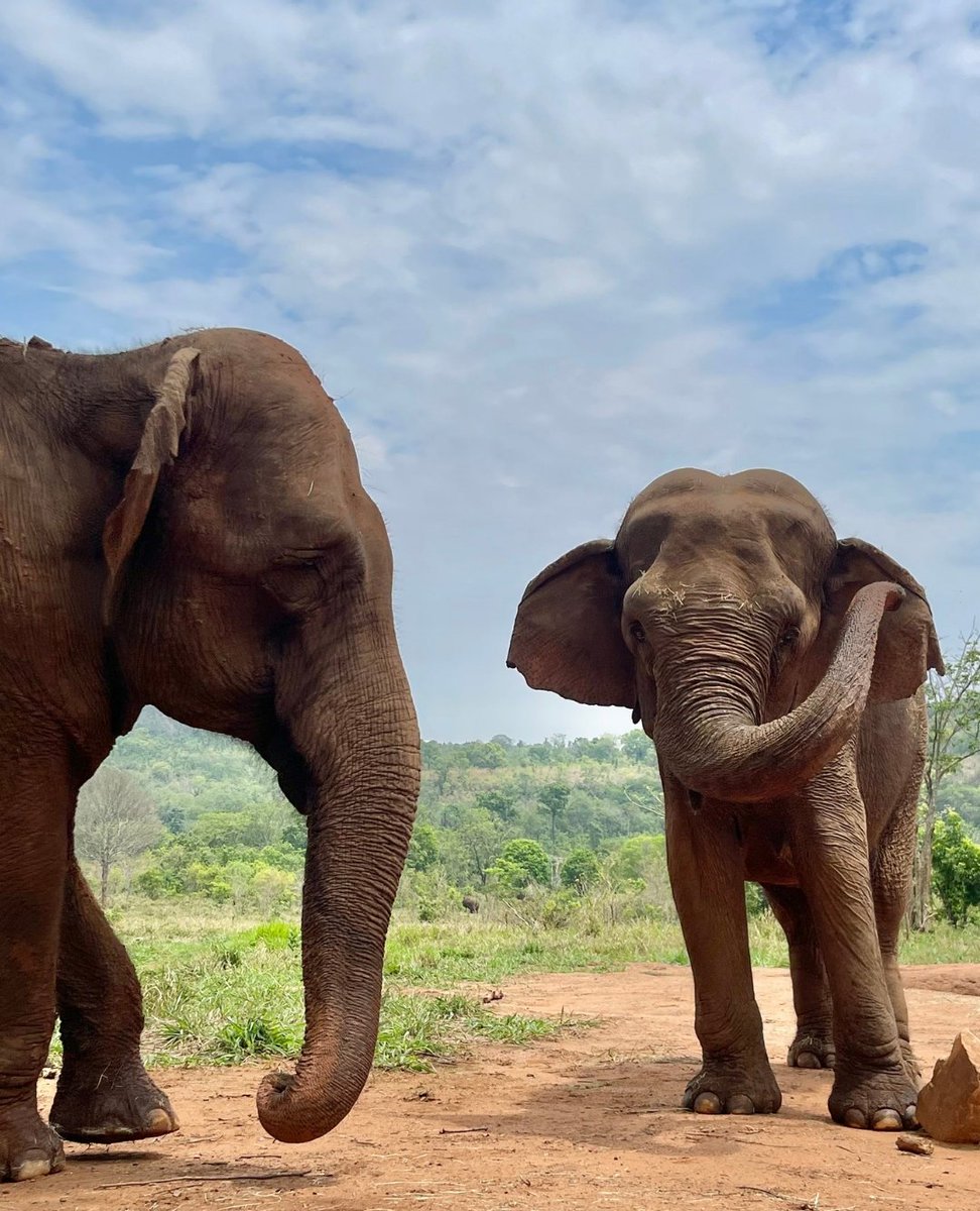 Mara and Bambi are wishing you a happy weekend 🥰🐘 #SanctuaryHeals #ElephantSanctuaryBrazil