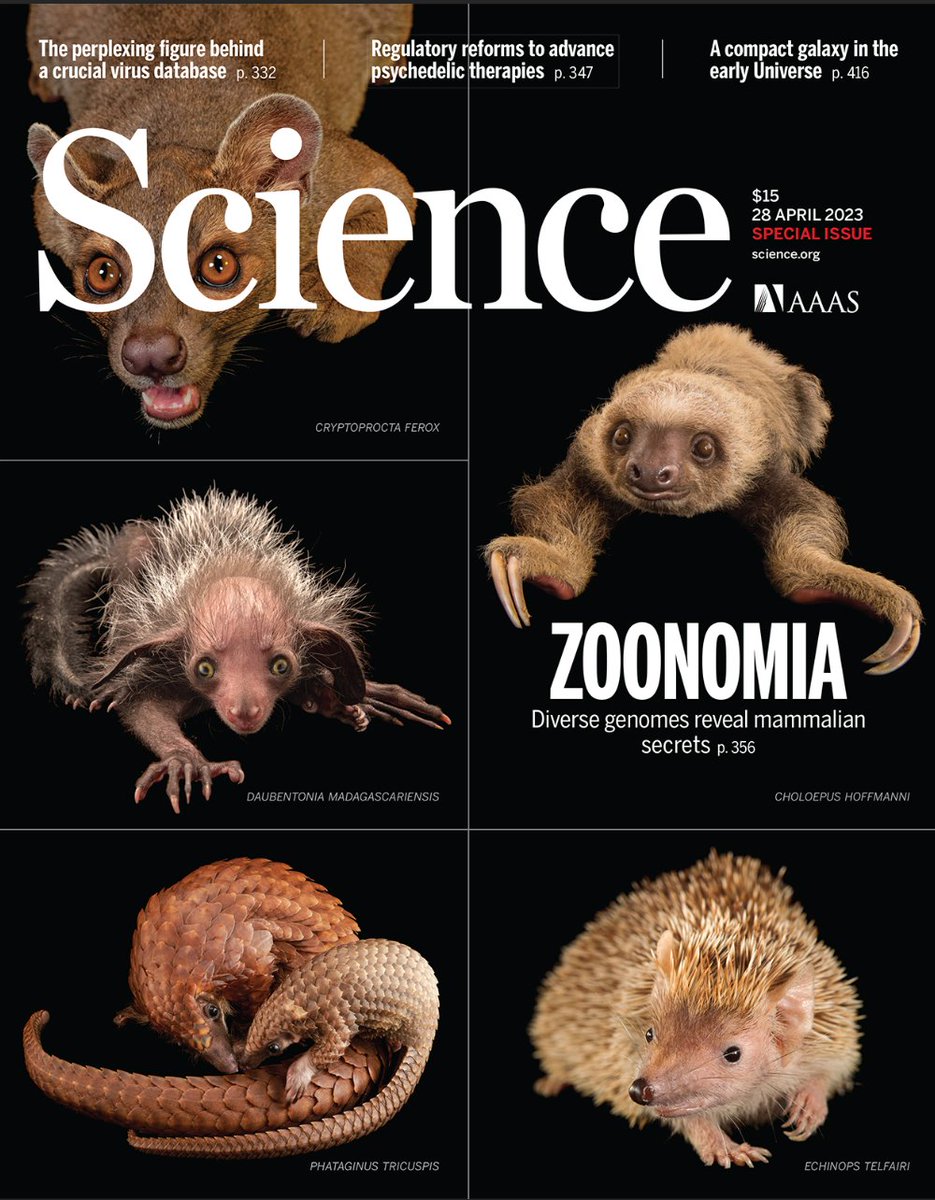 Mindblowing evolutionary morning session about deploying mammalian genomes to understand human disease with K. Pollard, A. Lawler, J. Rogers & S. Gazal. Some further reading: PMID: 37104607, PMID:  37104615, PMID: 37262161, PMID: 37104612
scim.ag/4G3 #Zoonomia
#ASHG23