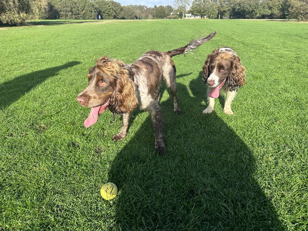 iain_w_anderson's tweet image. Ball time #Joe #Jarvis #JoeJarvis ❤️🐾
