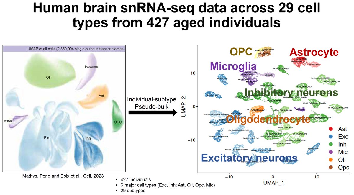 manoliskellis's tweet photo. Next #ASHG23 #ASHG talk after the break: @NaSun818 on #SingleCell #eQTLs #genetic regulation of #Alzheimers in BallroomC/Level3 (10:30am)
Integrate: 427 individuals, 2.3M cells, 23 cell types and subtypes, genotypes
Results: 457k sc-eQTLs, 8.8k sc-eGenes, cell-type- / conditon- specificity, interpret AD GWAS, interpret AD DEGs
Team: @NaSun818, @ypp_lab, @Carles_Boix, @HouGroup_sysGxG, @yk_tani, #KikiGalani, #LiLunHo, with @DrLiHueiTsai and @ManolisKellis labs. 
Very proud of the whole team at @MIT, @BroadInstitute, @MIT_CSAIL, @MIT_Picower, @MITEECS, @MIT_SCC
More info: https://t.co/6OnqYgExeN
Big thanks to: @NIH, @NIHAging, @CureAlzheimers
