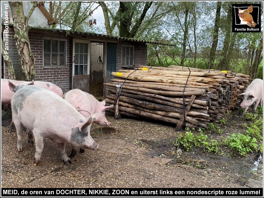 FamilieBofkont's tweet photo. BOS HOUT VOOR DE DEUR
'Hoe je op deze foto ziet dat Meid berig is? Aan de oren achterop haar billen. Daar staat Dochter: die oren zijn van háár.'
Lees verder:
https://t.co/R1H65hqsM1
#varken #hout #paaltjes #robinia #berig https://t.co/bpkvt1r4Dc