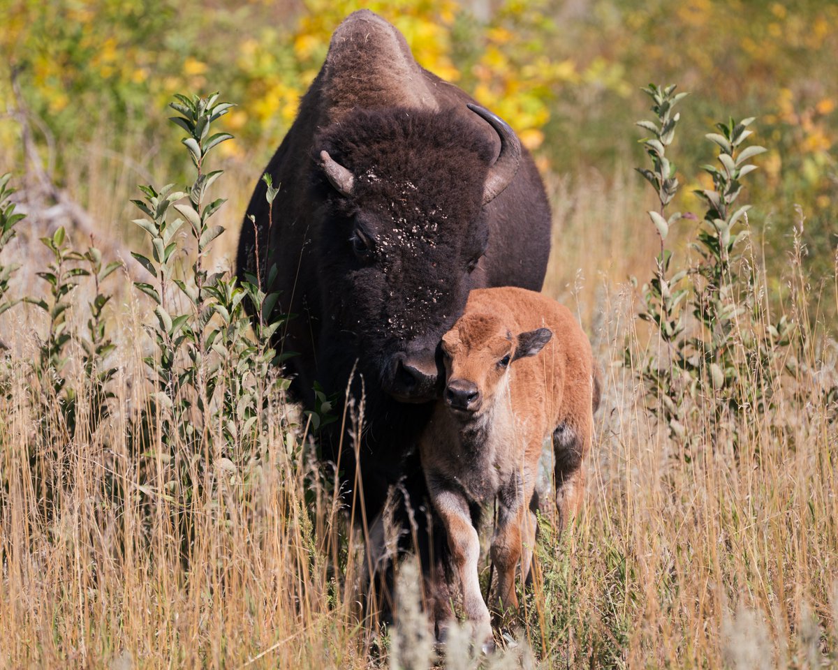 Here is my contribution to National Bison Day!

#nationalbisonday #wildlife #NatureBeauty #southdakota #custer #animals #photography