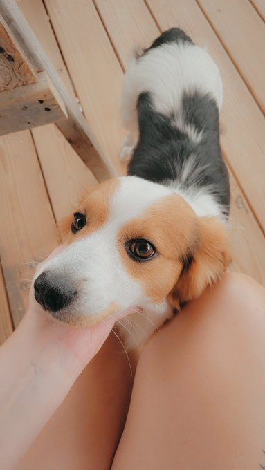 My friend's little man shy is so frigging cute that I can't stand it 💜 https://t.co/eJtsifGKUC