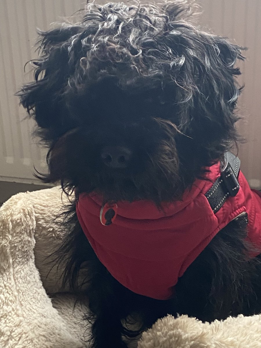 RupertBear_pup's tweet photo. Nope I hates tha coat Ma looks at me face #rupertbear #dogsofX #fuming #redcoat #getitoffme https://t.co/5ziIoReyep