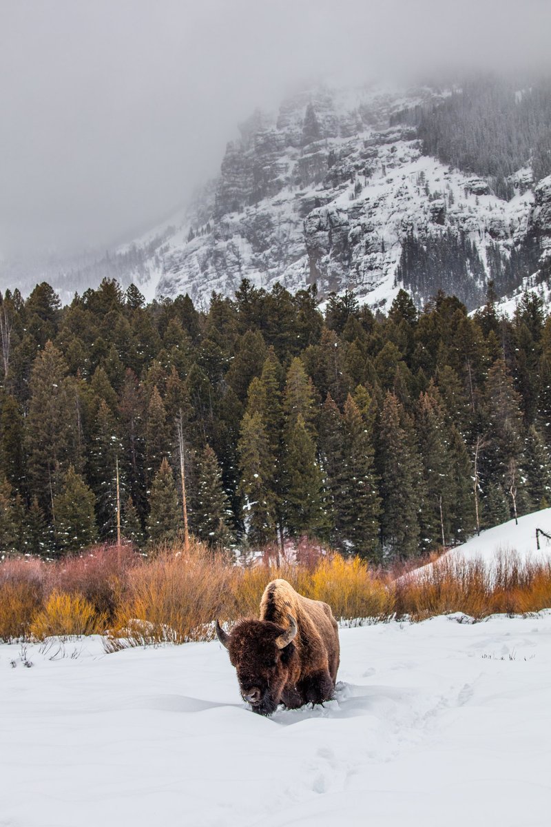 On National Bison Day, we celebrate this majestic symbol of strength and resilience. The bison represents our rich American heritage and is one of the greatest conservation success stories of all time. 🦬

Photo by Jacob W. Frank / NPS