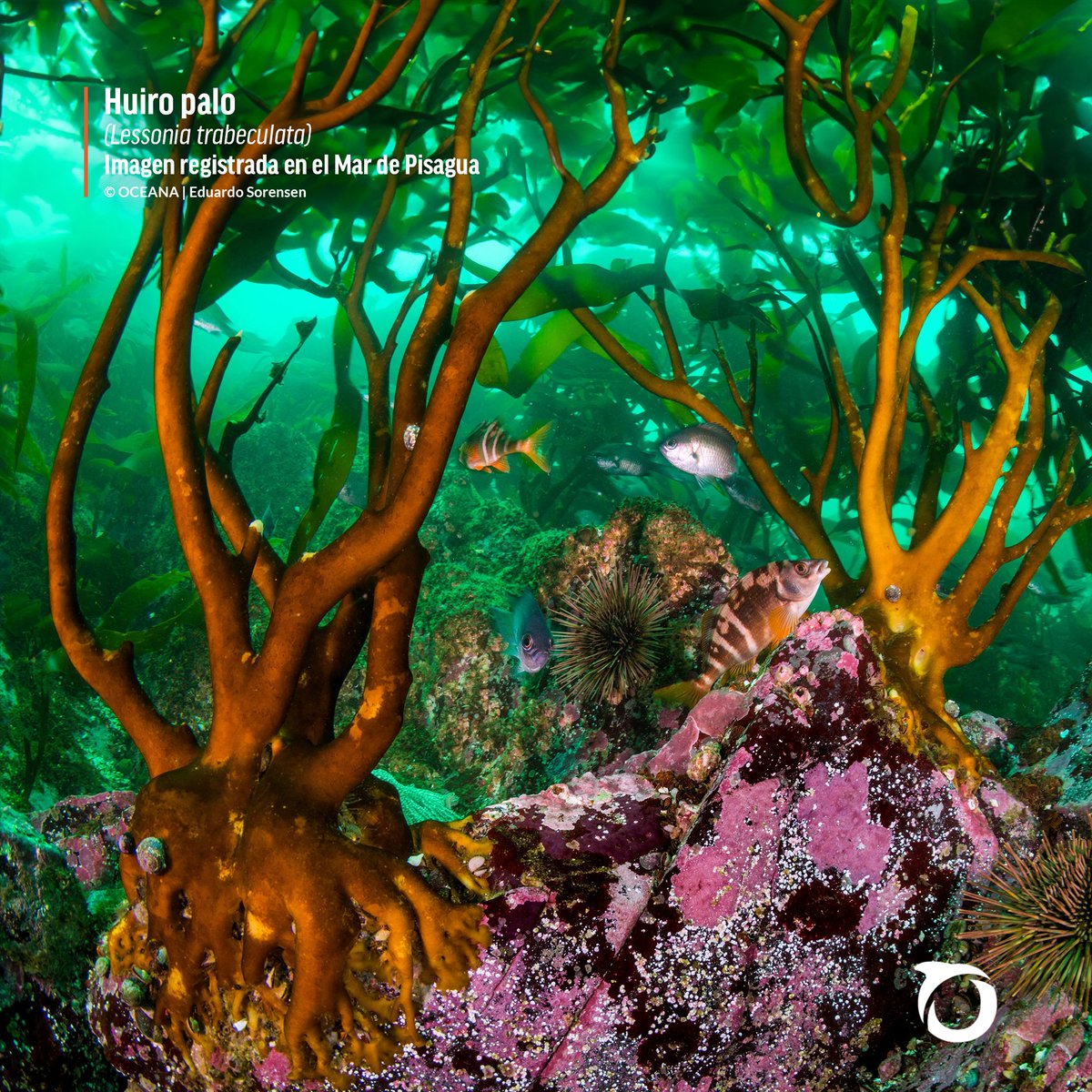 #BosquesSubmarinos | Los bosques de algas constituyen ecosistemas fundamentales para muchísimas especies, proveyéndolas de alimento, hábitat y refugio. Aquí, vemos cómo en un pequeño espacio conviven peces con soles de mar, erizos y caracoles.

🔹 chilebajoelmar.oceana.org/expediciones/p…