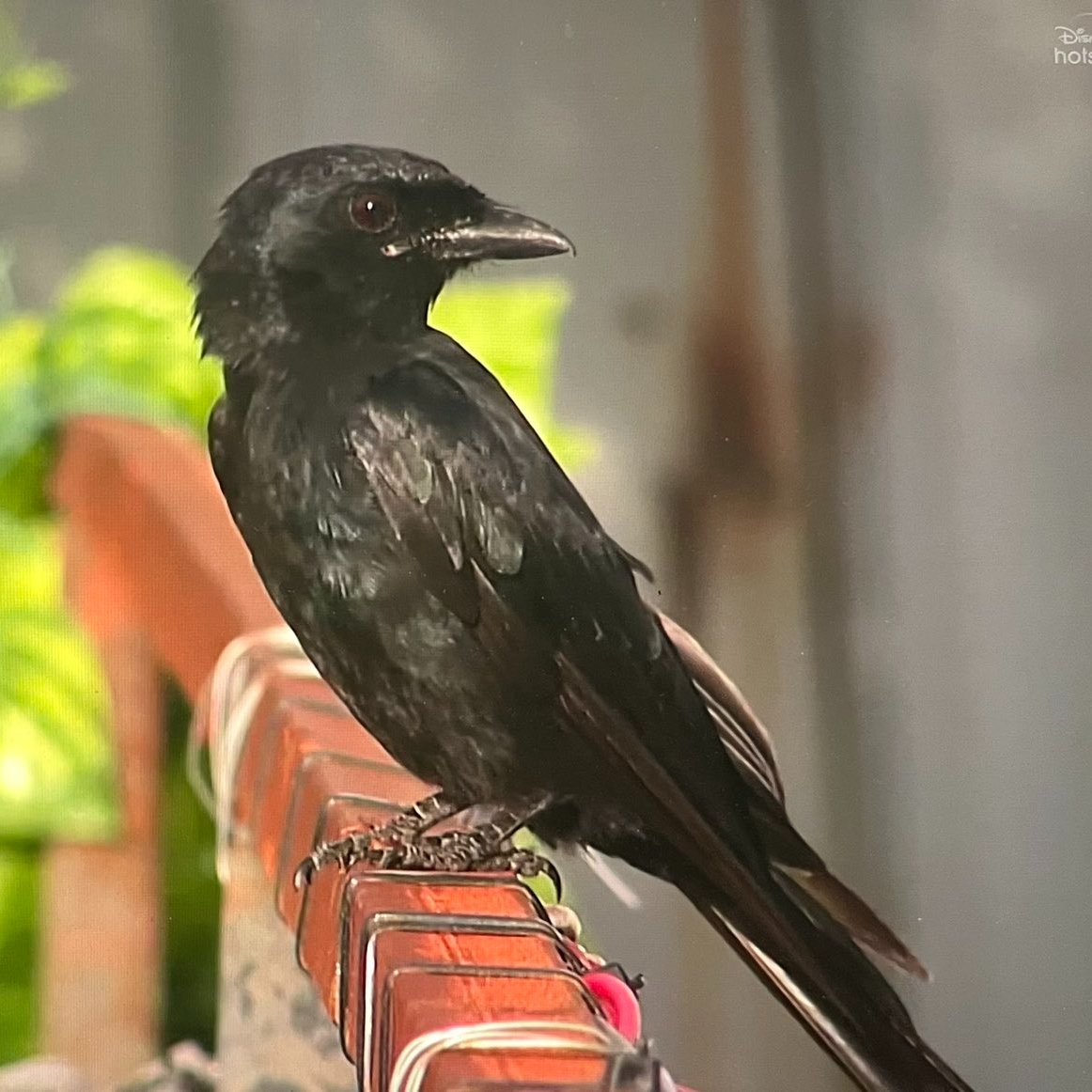nkoptimist's tweet photo. Not only us, but even this bird will miss him.💔

Every morning, @TheDhaadiBoy used to feed this bird at 7:30 am. Tomorrow, this bird will come and wait at 7:30 am, but #Pradeep won't be there🥲

#BiggBossTamil7 #BiggBoss7Tamil #PradeepAntony https://t.co/3Vz3p5bEqg