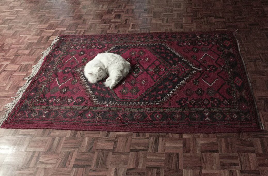 _snowflake_____'s tweet image. وای وای وای 
#PCPC

Persian Cat on Persian Carpet