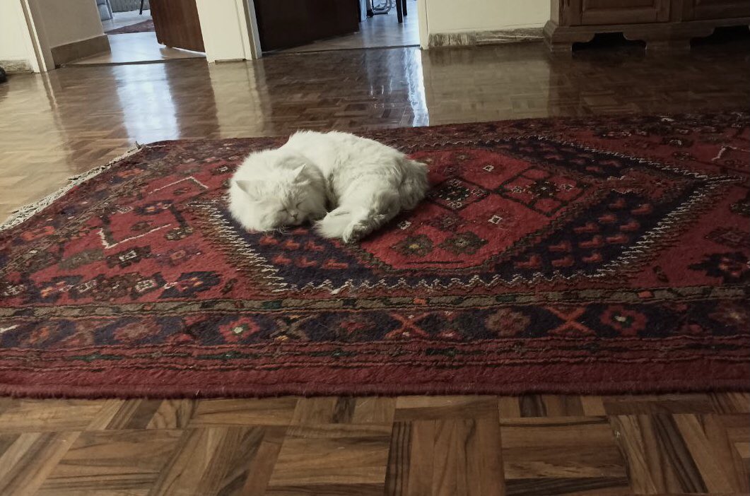_snowflake_____'s tweet image. وای وای وای 
#PCPC

Persian Cat on Persian Carpet
