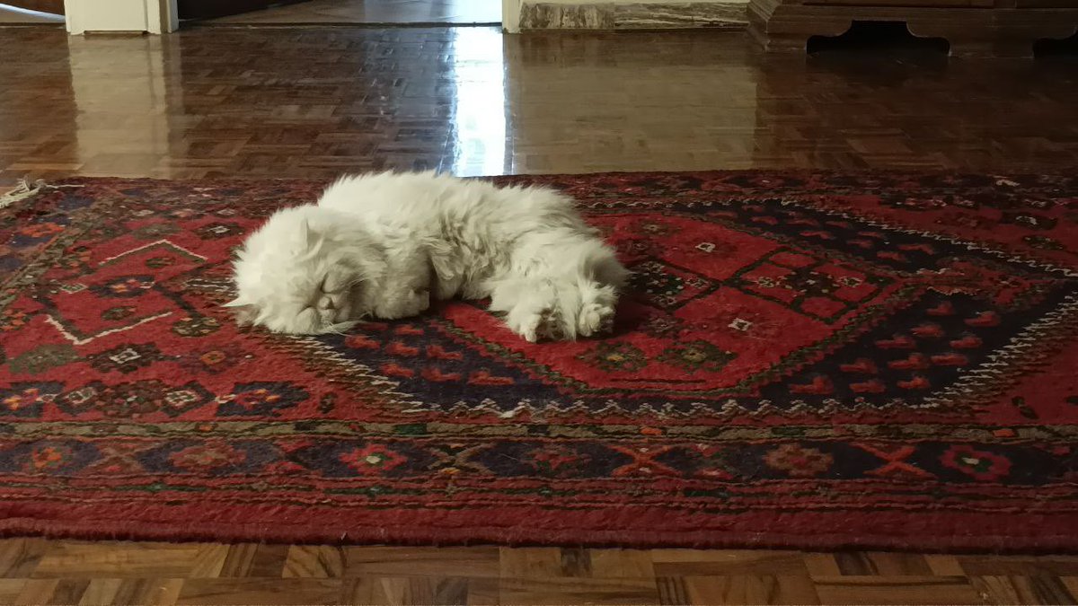 _snowflake_____'s tweet image. وای وای وای 
#PCPC

Persian Cat on Persian Carpet