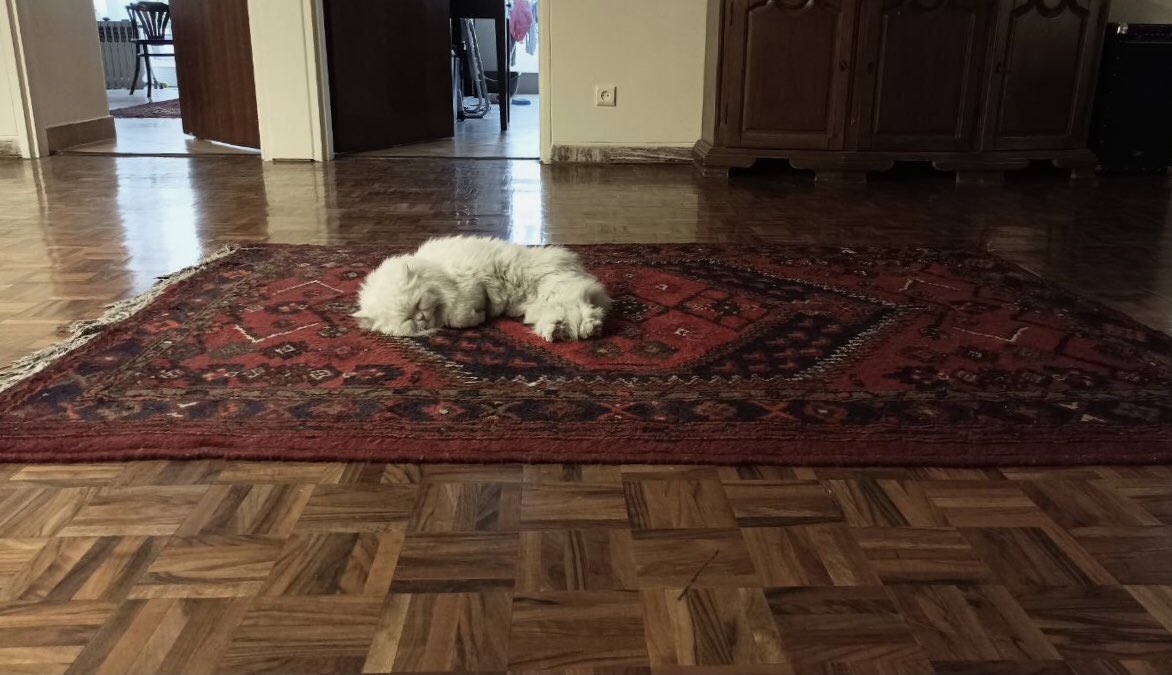 _snowflake_____'s tweet image. وای وای وای 
#PCPC

Persian Cat on Persian Carpet