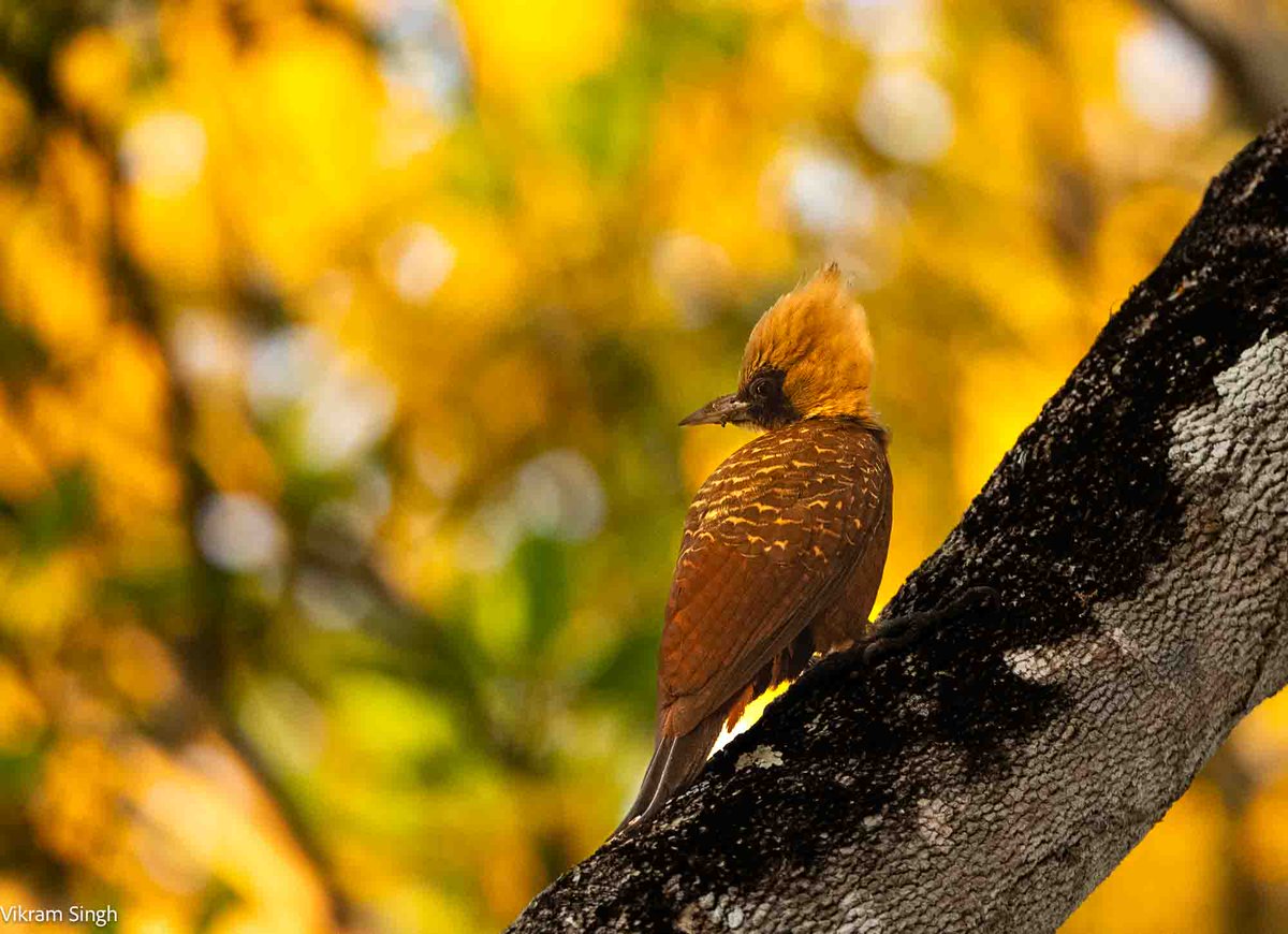 Blonde's have more fun! Blonde-crested Woodpecker. #Pantanal, Brazil. #BirdsSeenIn2023 #IndiAves #wildlifephotography