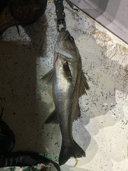 釣り納めボートシーバスで4本出た これで安心して原稿できる 