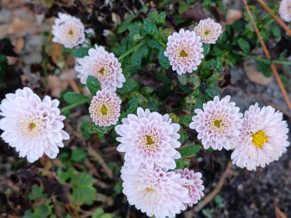 Photo of the day October 30, 2023 - Mums in my wife's flower garden.  #mum #mums #flower #flowers #autumnflowers #photooftheday