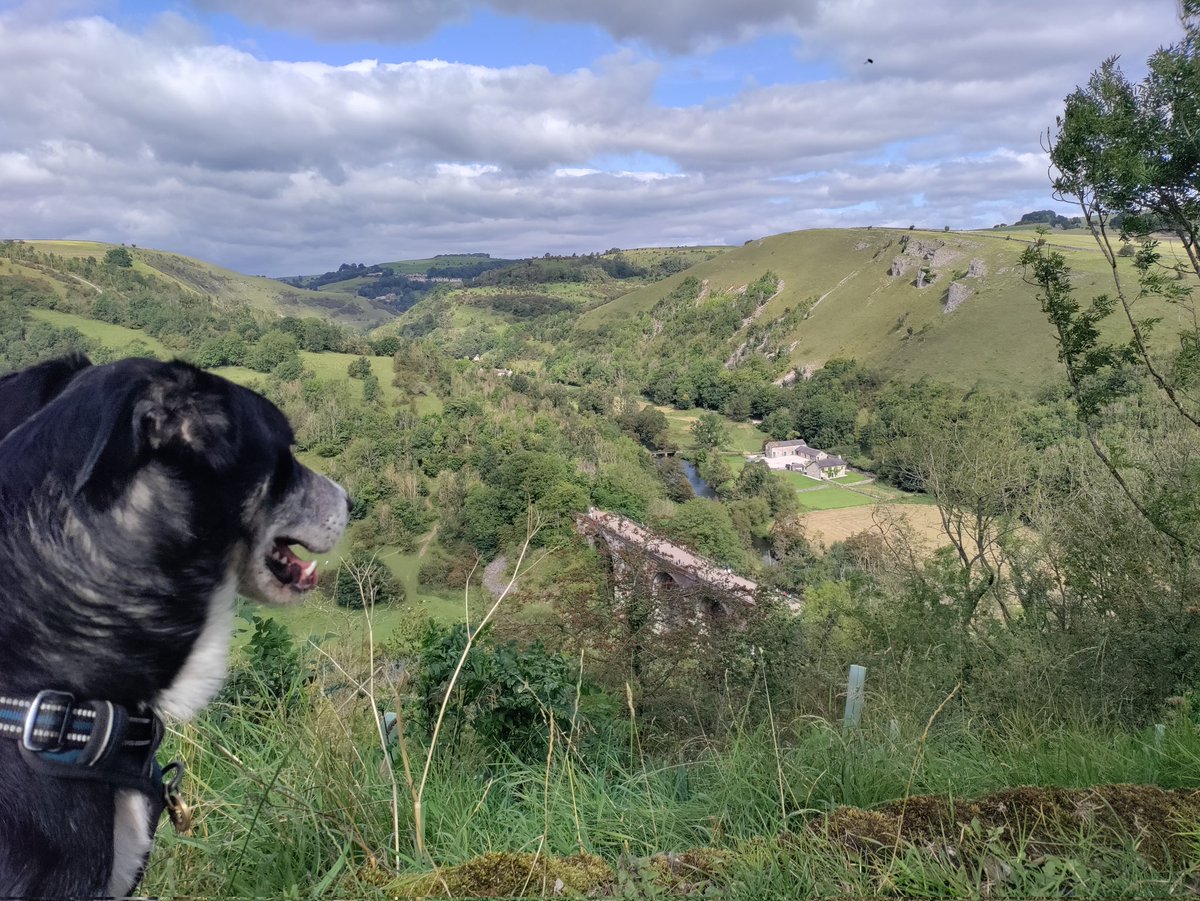 Hapsy Saturday everyone 🎉🐾

Human's given me the difficult task of creating a #TobyTop10 adventures as I approach my 1000 mile target.

#10... Monsal trail 
It wasn't so much the trail but the snakey paths around the trail. Cheedale stepping
Stones and Monsal head. 😍🐾