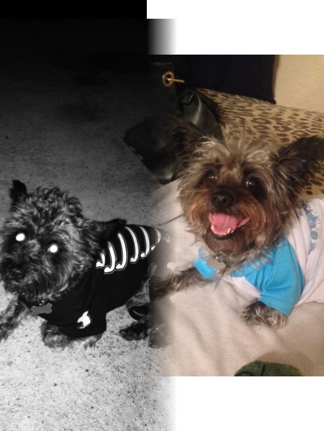 Kizzzbit's tweet photo. Saying goodbye to my fur baby of 17years Maxx, my heart is truly broken am gonna miss him so much! My baby got his wings R.I.P. best friend MaxxAMillion💜💜💜💜💜💜🐶🥀 https://t.co/lsB1kz97XB