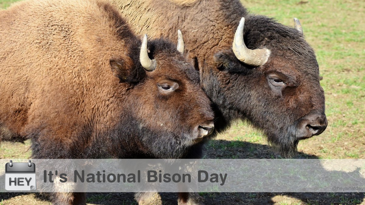 It's National Bison Day! 
#NationalBisonDay #BisonDay #Animal