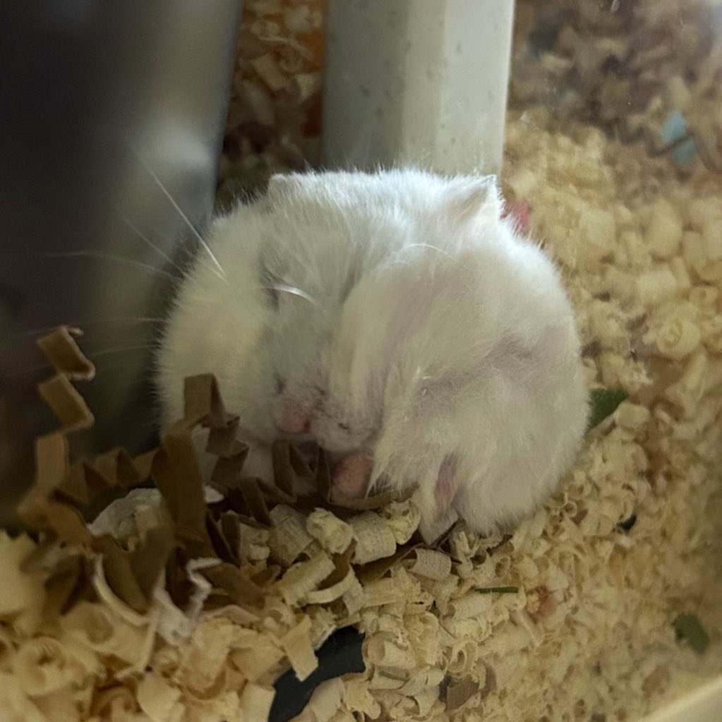 동생들보다 먹은 사료통이 몇갠데… 낑김의 레벨이 다르죠…암암