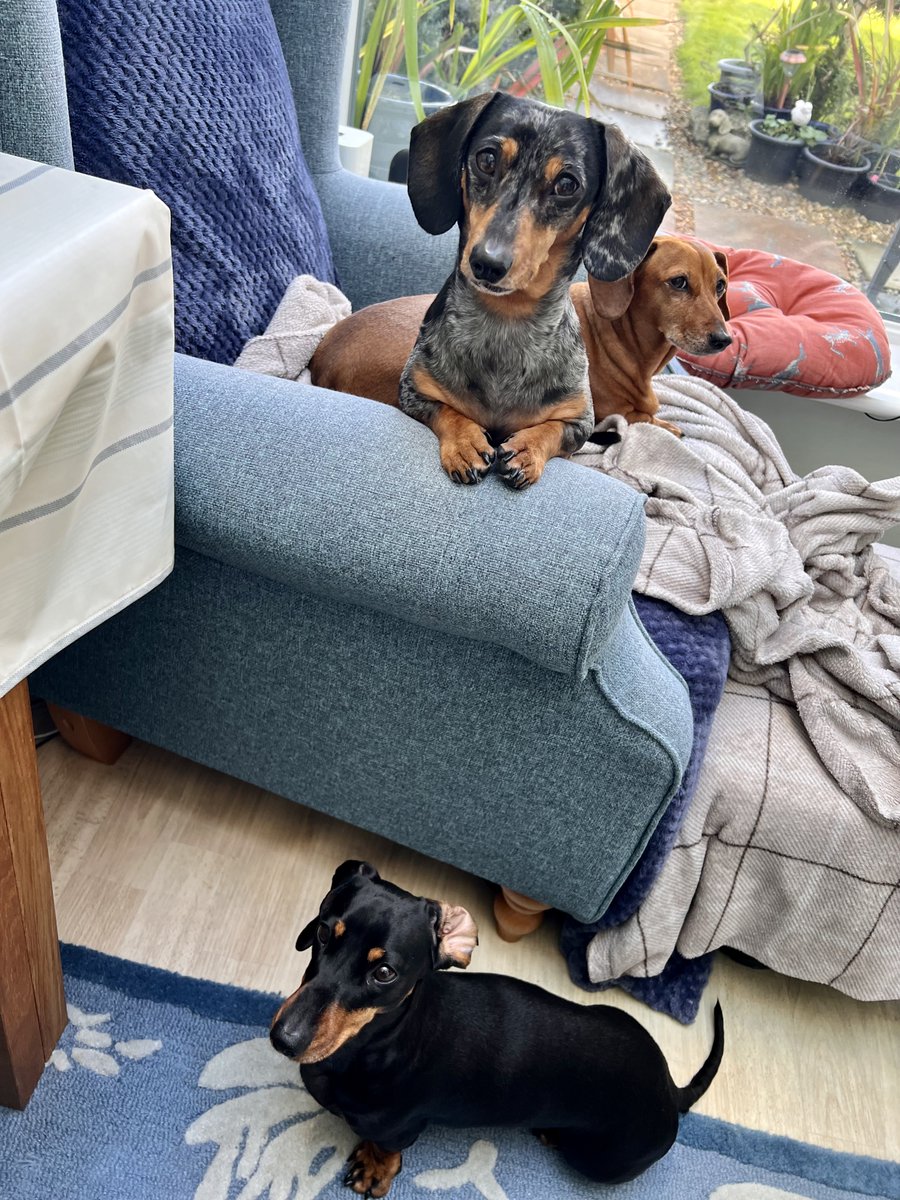 Excuse me mothership, do you have cheese? Did you know we like cheese? You did, why not give it to us then? No, none of us remember the bits you gave each of us on making that sandwich, therefore it didn’t happen, so give us more! #dachshund #cheese