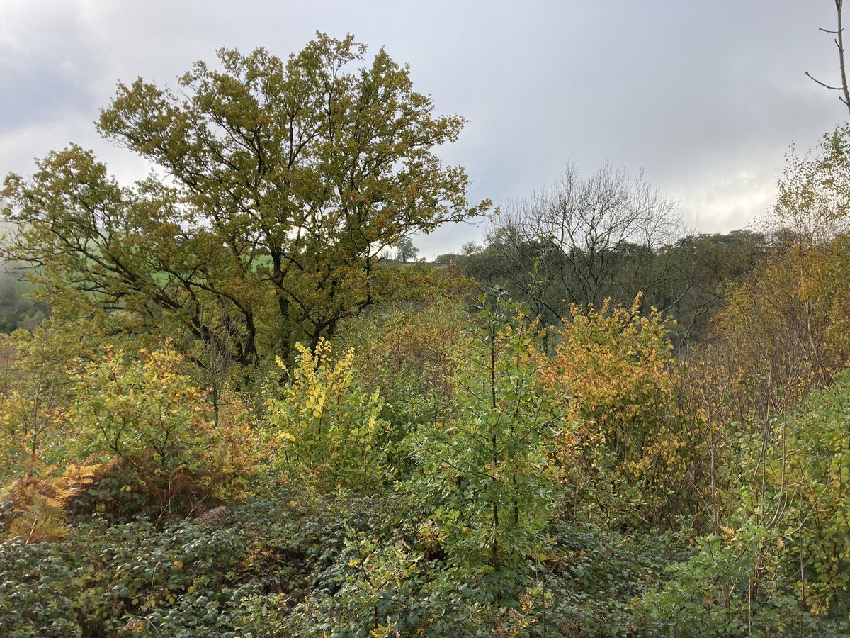 Ty Carreg tweet media