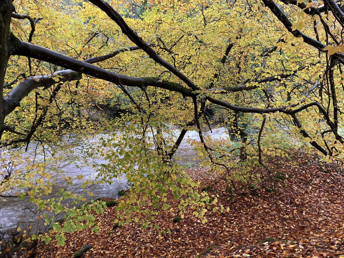 Ty Carreg tweet media