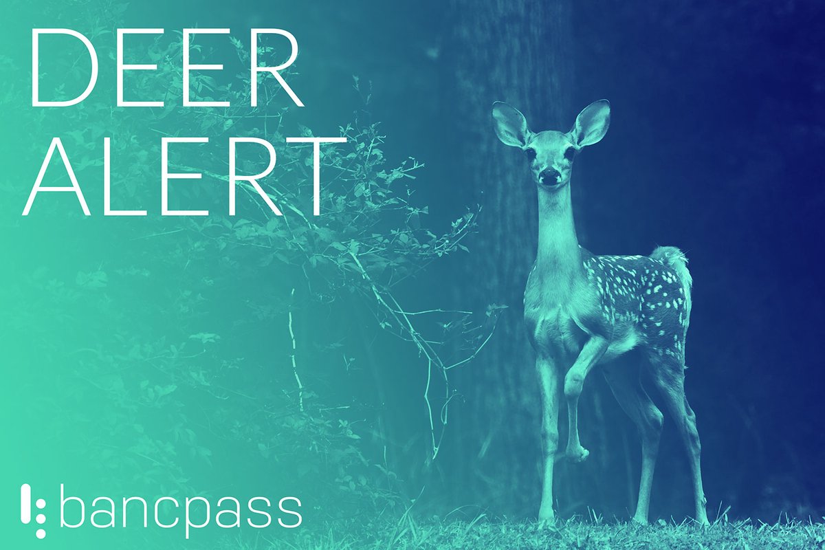 BancPass's tweet image. Fall means more deer on the road: 4 ways time of day, month and year raise your risk of crashes.

houstonchronicle.com/news/article/f…

#safety #drivers #transportation #deer #wildlife #animals #travel #road