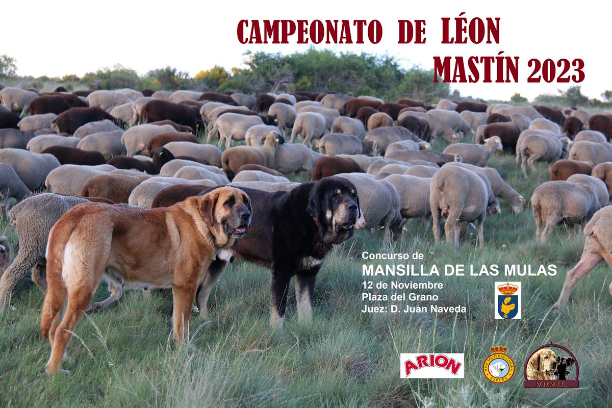 CaninaLeon's tweet photo. Última prueba del CAMPEONATO DE LEÓN 2023.
Recordamos a los propietarios la importancia de comprobar la identificación y requisitos sanitarios de sus ejemplares y no olvidar el pasaporte. Será necesario para la participación. #FelizSabado https://t.co/SC8TFUvDEs