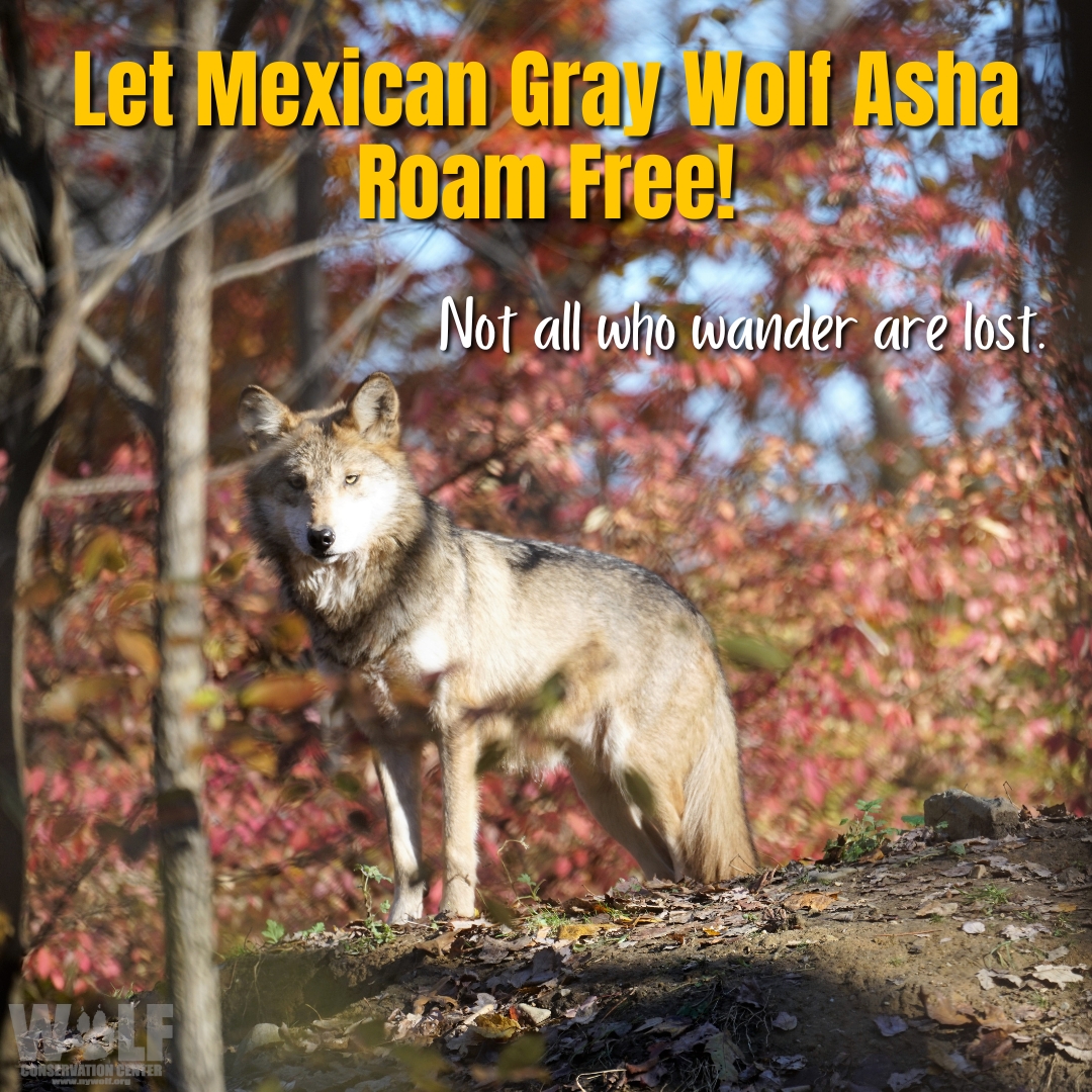 As Mexican wolf Asha continues to disperse north outside of <a href="/USFWS/">U.S. Fish and Wildlife Service</a>'s artbitary recovery area, it's important to note that she is NOT a threat to health + human safety. However, humans can be a threat to her.