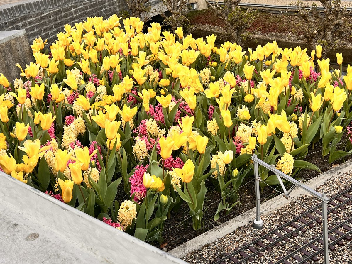 mohammed tweet media