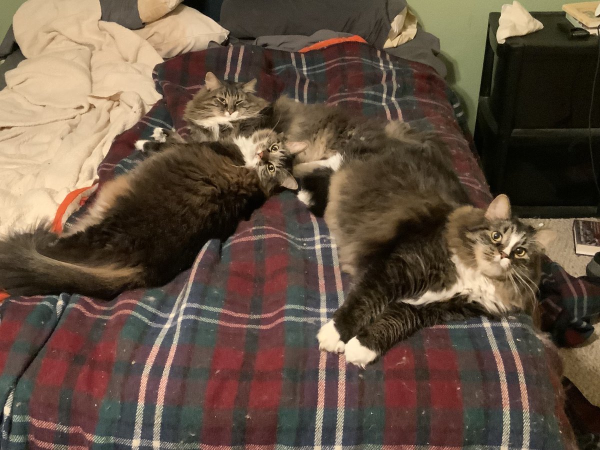 EgotKittens's tweet image. Did you want to sleep here or something? Our bed now!